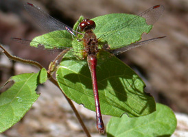 Yellow-legged Meadowhawk